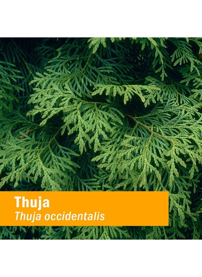 HERB PHARM Thuja Branchlet Liquid Extract - 1 Ounce (DTHUJA01)  - Image 2