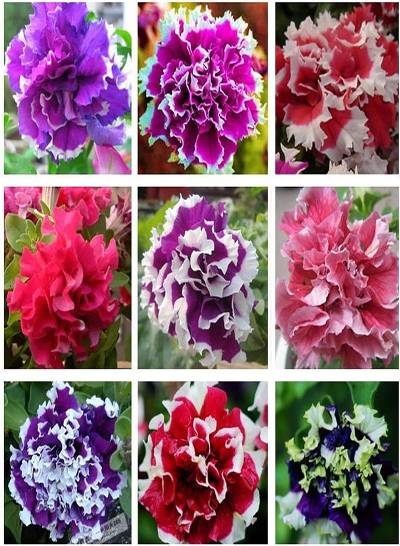 جي جوت 20 قطعة من بذور البتونيا الهجينة المختلطة، بذور زهور سلسلة موجة شرفة الحديقة، ديكور حديقة المنزل بنفسك، بذور البتونيا الهجينة الوردية - Image 2