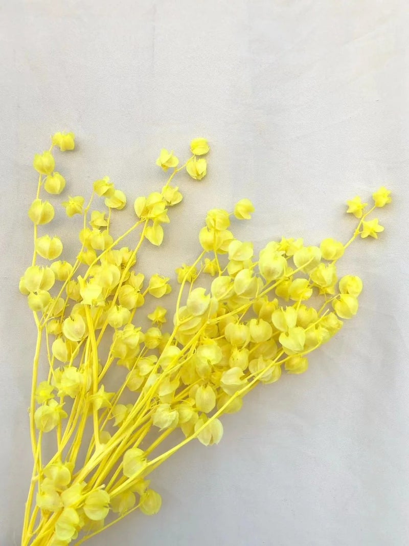 Bluejw Ins Cape Gooseberry Dried Flowers - Real Preserved Fresh Flower Decorations, Natural Dried Plants for Home Decor - Image 1