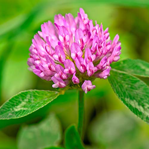 Eretz Tri-Clover by Eretz - Three Part Blend of Clovers Providing Beauty, Cover, and Natural Attractant. No Coatings or Fillers, Premium Seeds (5lb) - Image 5