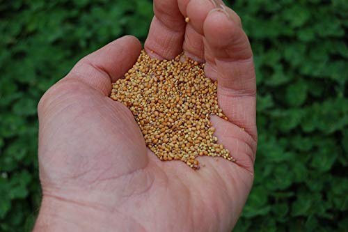 Eretz Tri-Clover by Eretz - Three Part Blend of Clovers Providing Beauty, Cover, and Natural Attractant. No Coatings or Fillers, Premium Seeds (5lb) - Image 3