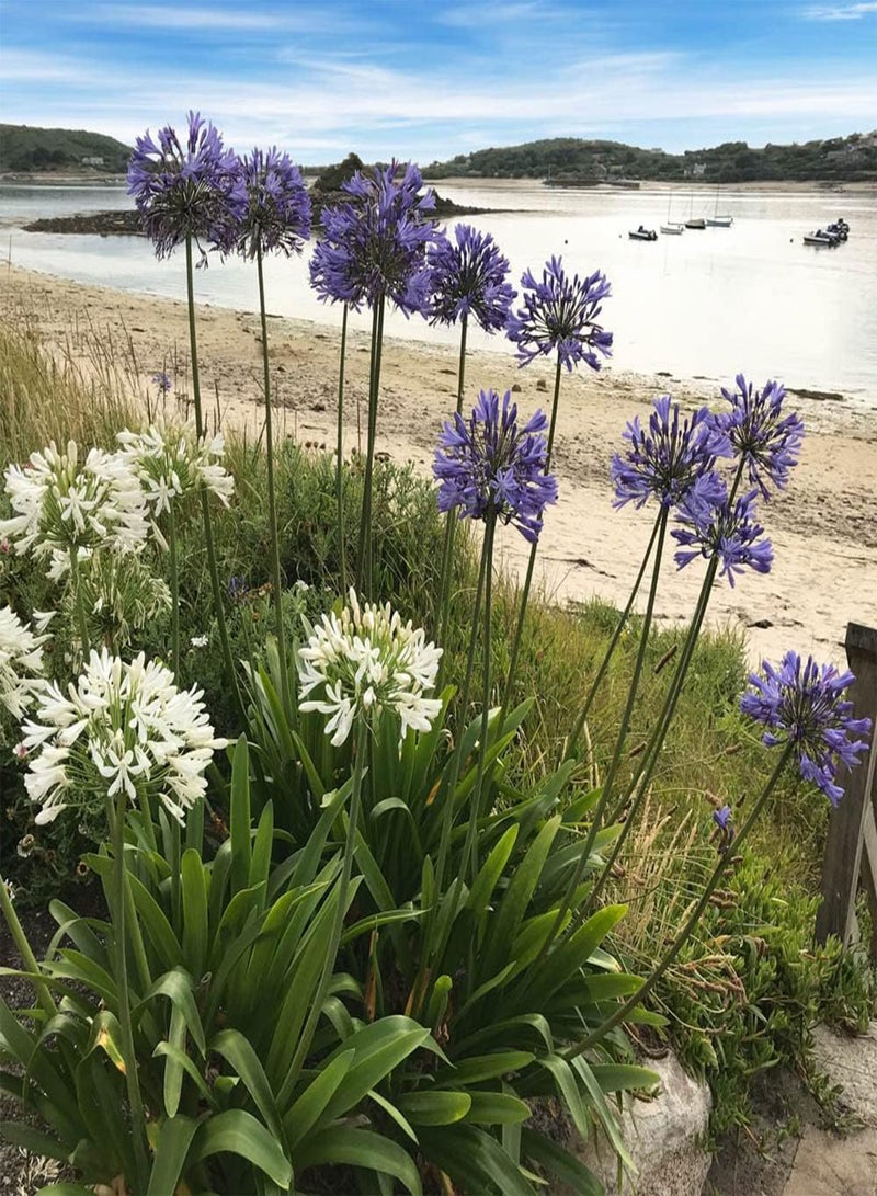 GGOOT - 3 x Agapanthus Blue' (African Lily) in 9cm Pots - Garden Ready African Lily Plants in Nursery Pots Ready to Plant Out - Supplied as 3 x Established Plants for Gardens & Plant Pots - Image 4