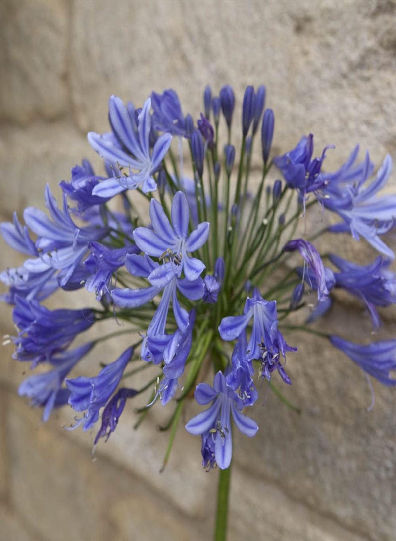 GGOOT - 3 x Agapanthus Blue' (African Lily) in 9cm Pots - Garden Ready African Lily Plants in Nursery Pots Ready to Plant Out - Supplied as 3 x Established Plants for Gardens & Plant Pots - Image 3