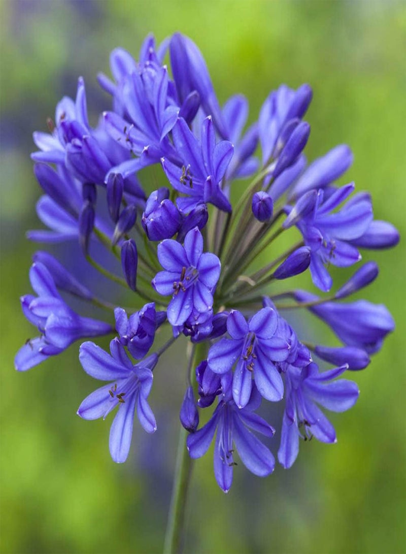 GGOOT - 3 x Agapanthus Blue' (African Lily) in 9cm Pots - Garden Ready African Lily Plants in Nursery Pots Ready to Plant Out - Supplied as 3 x Established Plants for Gardens & Plant Pots - Image 1