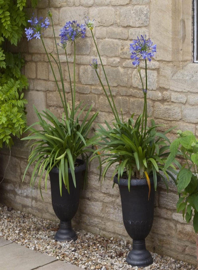 GGOOT - 3 x Agapanthus Blue' (African Lily) in 9cm Pots - Garden Ready African Lily Plants in Nursery Pots Ready to Plant Out - Supplied as 3 x Established Plants for Gardens & Plant Pots - Image 5