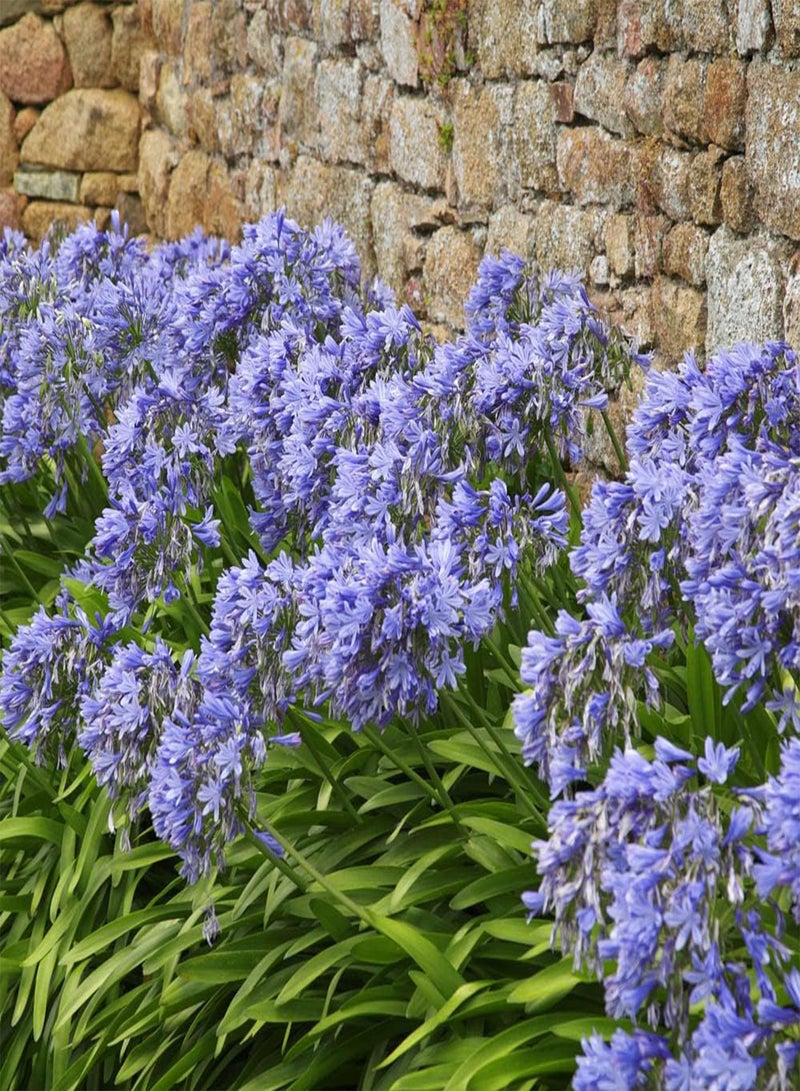 GGOOT - 3 x Agapanthus Blue' (African Lily) in 9cm Pots - Garden Ready African Lily Plants in Nursery Pots Ready to Plant Out - Supplied as 3 x Established Plants for Gardens & Plant Pots - Image 2