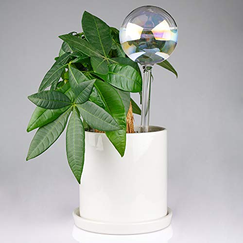 Tomorotec [2 PCS] Light Iridescent Rainbow Gradient Color Clear Glass Self-Watering System Spikes, Automatic Plant Waterer Bulbs - Image 5