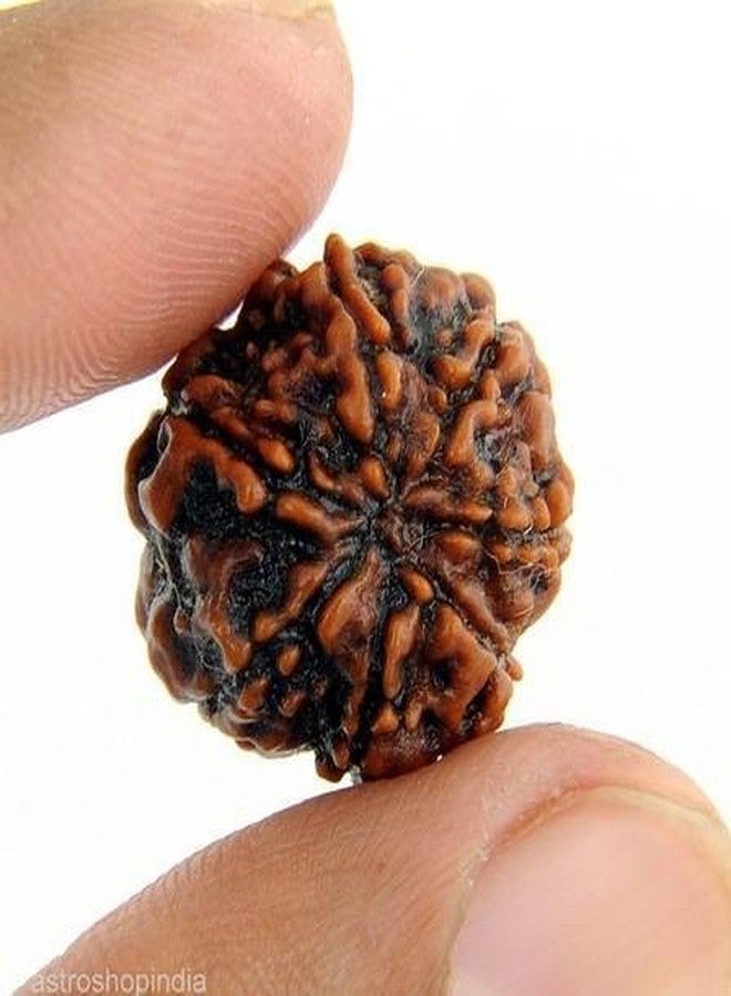Maalavya Genuine Seven Face Rudraksha/Rudraksh Bead/7 Mukhi Rudraksh Bead. - Image 1