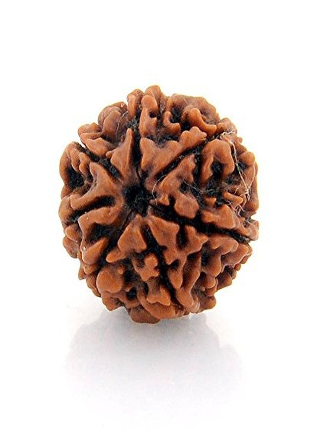 Maalavya Genuine Seven Face Rudraksha/Rudraksh Bead/7 Mukhi Rudraksh Bead. - Image 2