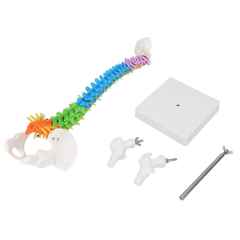 Human Spine Model: 45cm High-Quality PVC Material - Color-Coded for Easy Learning, Clear Detailed Structure for Medical Education, School Teaching, Lab Display & Art Sketching - Image 1