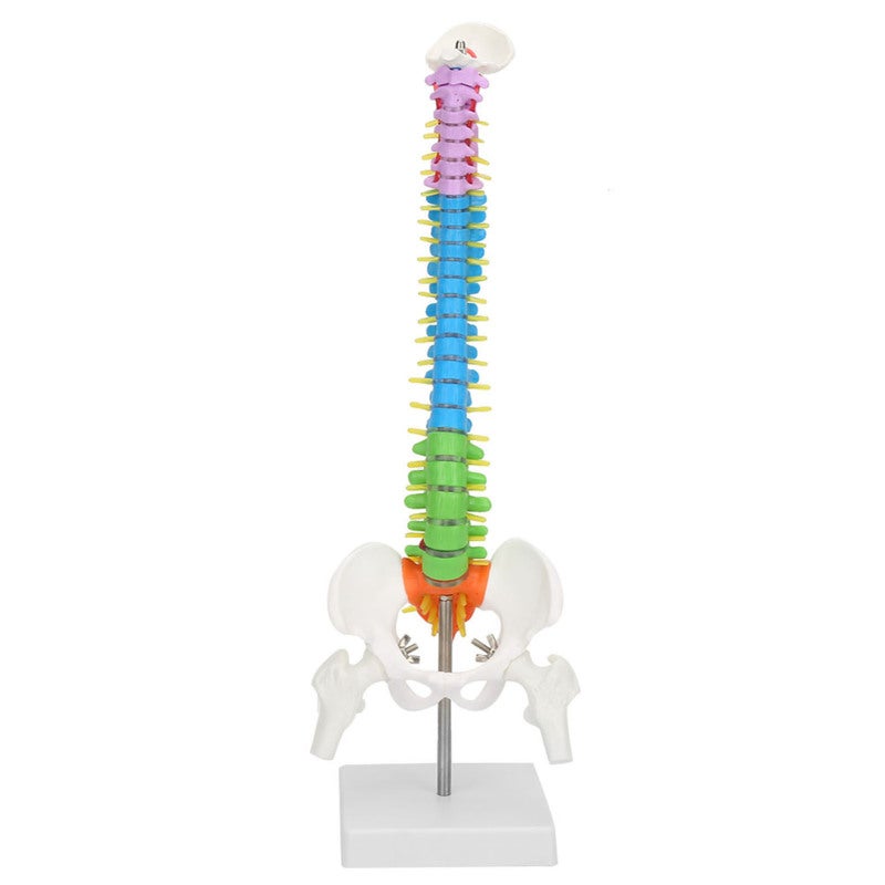 Human Spine Model: 45cm High-Quality PVC Material - Color-Coded for Easy Learning, Clear Detailed Structure for Medical Education, School Teaching, Lab Display & Art Sketching - Image 2