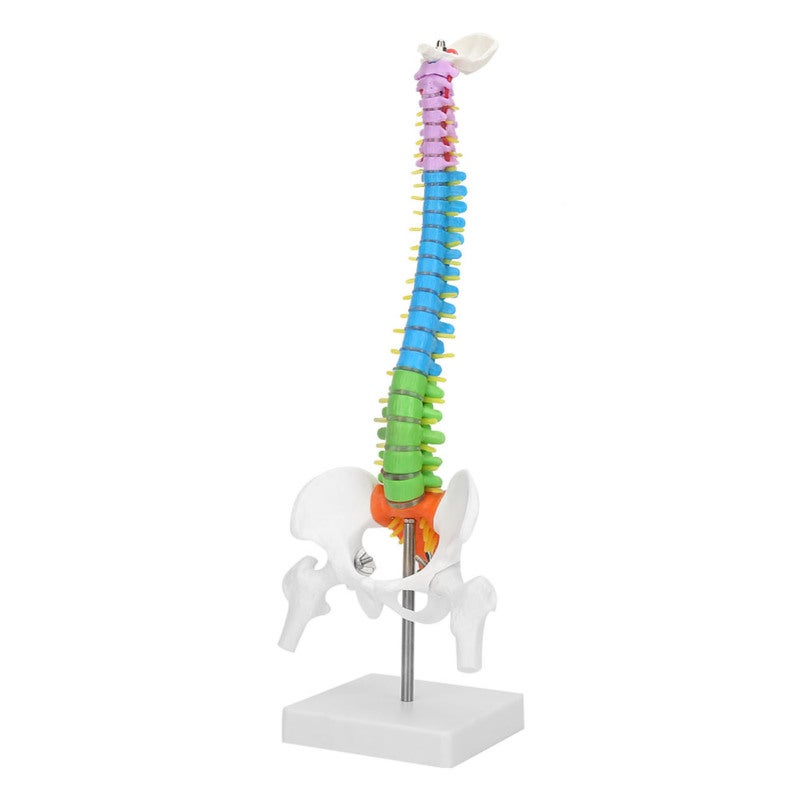 Human Spine Model: 45cm High-Quality PVC Material - Color-Coded for Easy Learning, Clear Detailed Structure for Medical Education, School Teaching, Lab Display & Art Sketching - Image 3