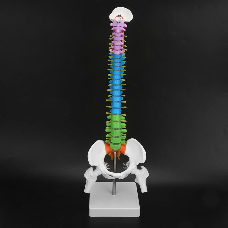 Human Spine Model: 45cm High-Quality PVC Material - Color-Coded for Easy Learning, Clear Detailed Structure for Medical Education, School Teaching, Lab Display & Art Sketching - Image 4