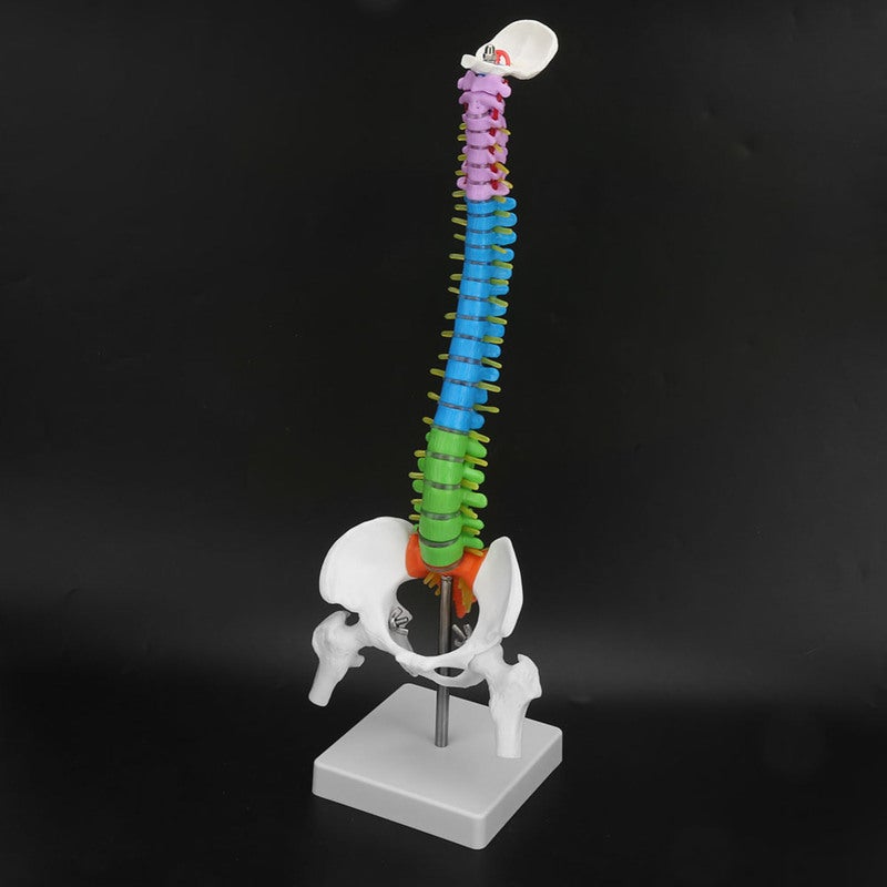 Human Spine Model: 45cm High-Quality PVC Material - Color-Coded for Easy Learning, Clear Detailed Structure for Medical Education, School Teaching, Lab Display & Art Sketching - Image 5