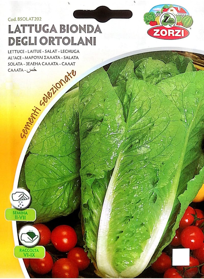 ZORZI - Lettuce Seeds - Image 1