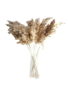 ROYAL SAPPHIRE ROYAL SAPPHIRE Dried Pampas Grass 12pcs Grass uses in Decoration of Homes Weddings etc 