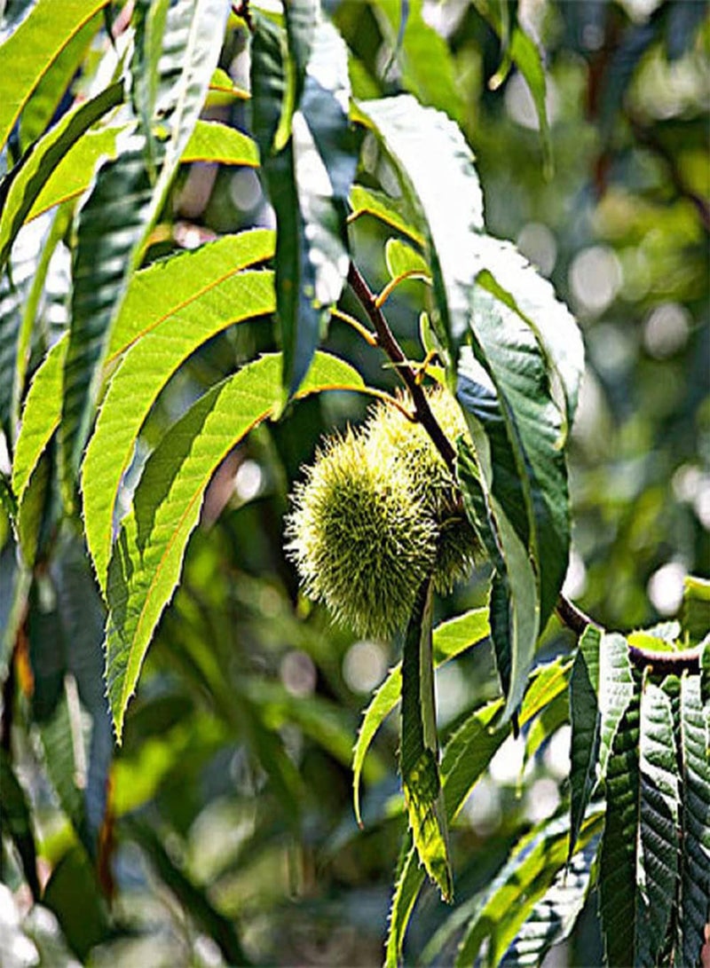 GGOOT 5Pcs Chestnut Seeds Perennial Trees are Good Choice for Planting Unique Fruit Taste Rich Suitable for Enjoying with Family - Image 3