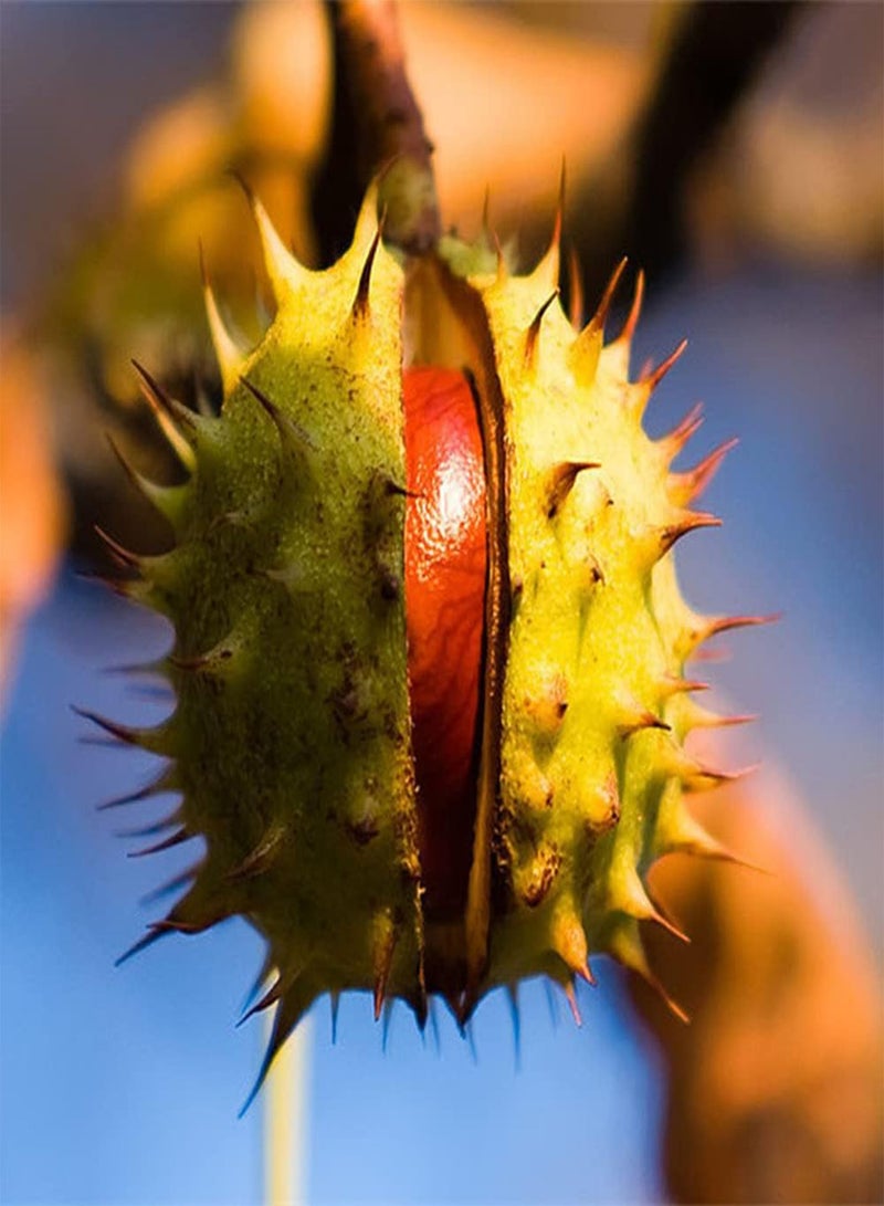 GGOOT 5Pcs Chestnut Seeds Perennial Trees are Good Choice for Planting Unique Fruit Taste Rich Suitable for Enjoying with Family - Image 2