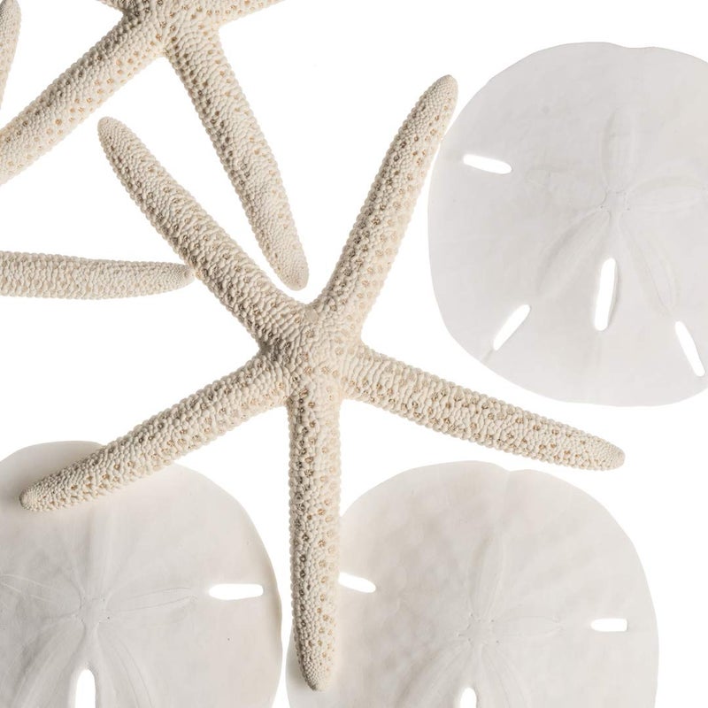 Nautical Crush Trading Real Finger Starfish & Sand Dollar Decor - 3 White Starfish 4-6" and 3 Sand Dollars 3-3.5" - Sea Stars - Beach Wedding Decor - Coastal Party Decorations - Shells for Crafts - Image 3