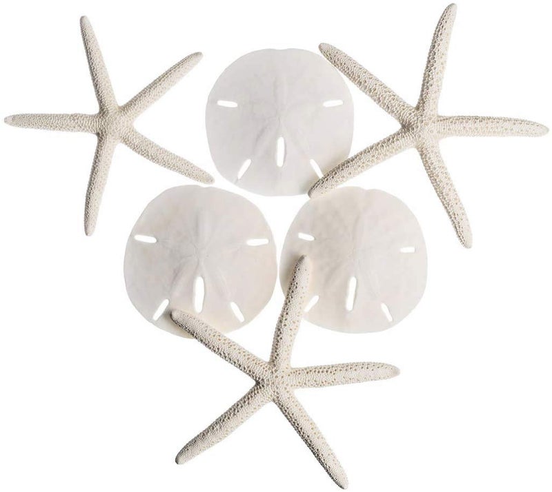 Nautical Crush Trading Real Finger Starfish & Sand Dollar Decor - 3 White Starfish 4-6" and 3 Sand Dollars 3-3.5" - Sea Stars - Beach Wedding Decor - Coastal Party Decorations - Shells for Crafts - Image 1
