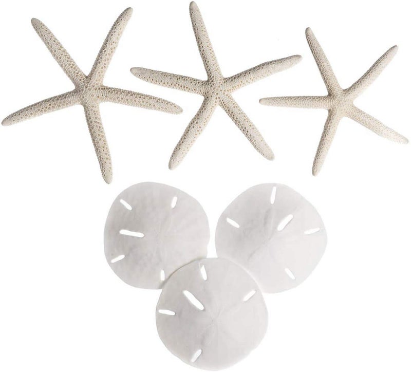 Nautical Crush Trading Real Finger Starfish & Sand Dollar Decor - 3 White Starfish 4-6" and 3 Sand Dollars 3-3.5" - Sea Stars - Beach Wedding Decor - Coastal Party Decorations - Shells for Crafts - Image 5