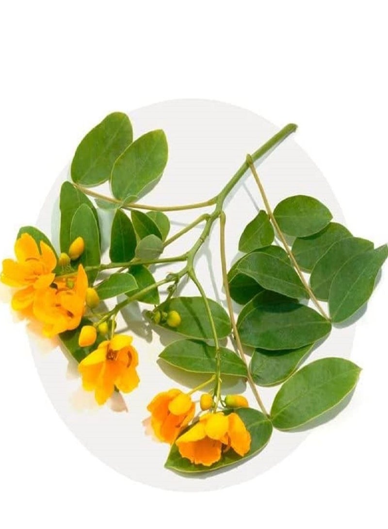 EUCARBON Digestive 100 tablets - Image 4