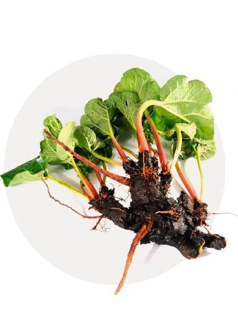 EUCARBON Digestive 100 tablets - Image 5