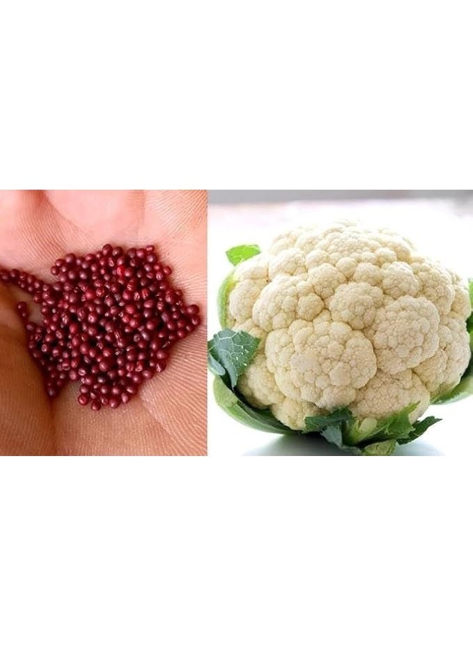 High-Quality Cauliflower Seeds - Image 1