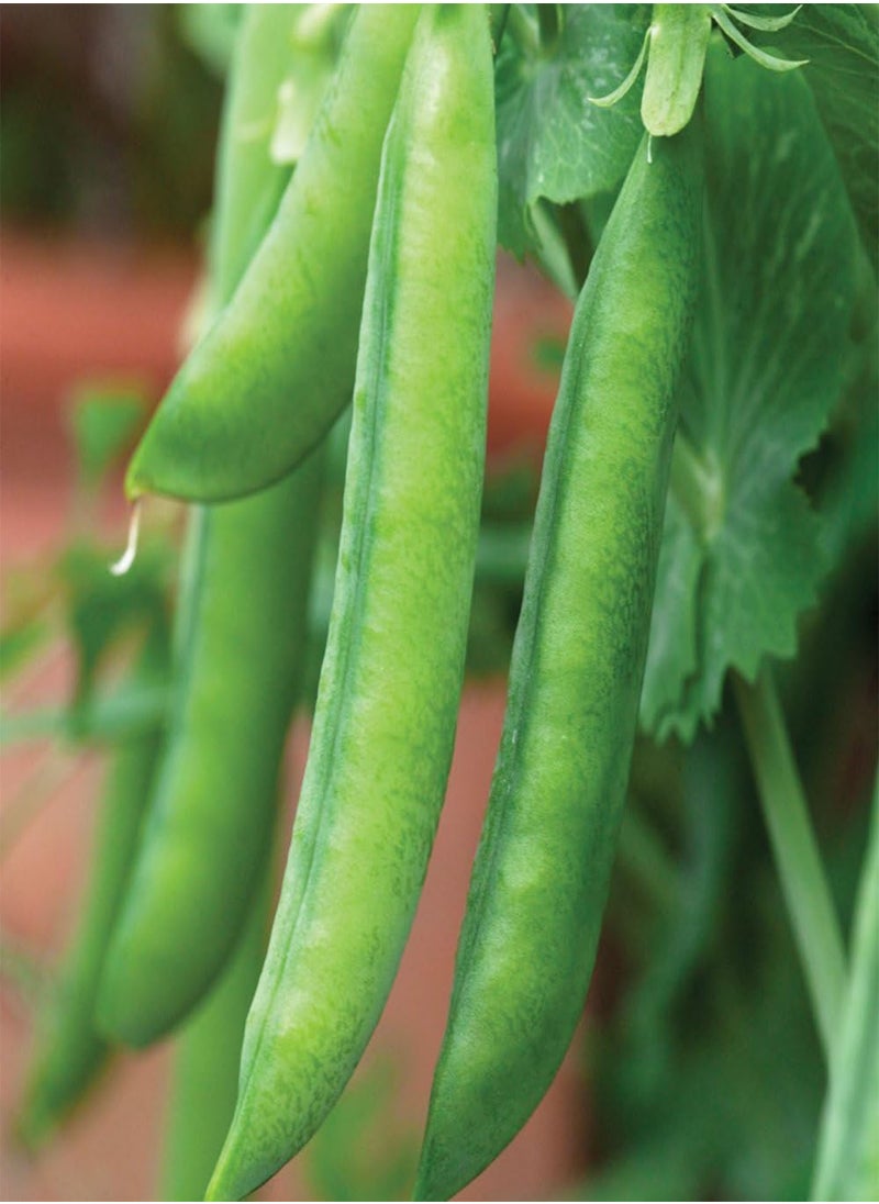 GGOOT Pea Petit Pois Vegetable Seed Yielding Heavy Crops of Pea Pods for Garden, Allotment & Greenhouse Hurst Green Shaft Variety Appox 250 Seeds 1 pcs Finished packet by  - Image 3