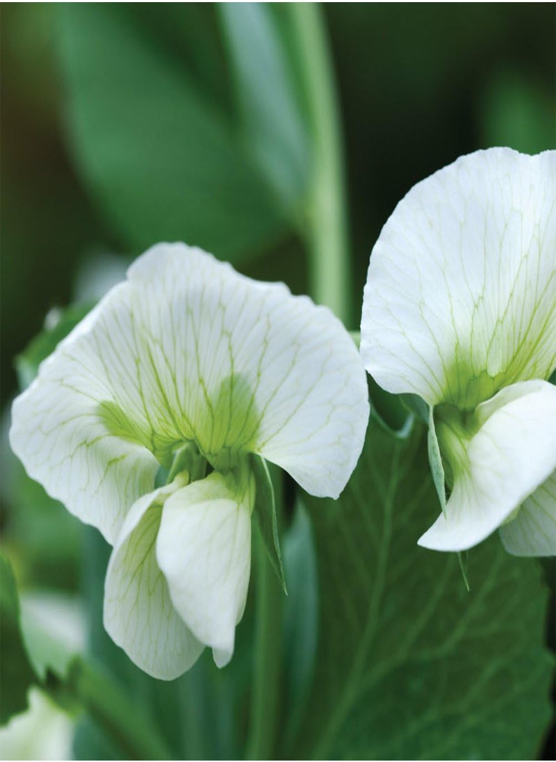 GGOOT Pea Petit Pois Vegetable Seed Yielding Heavy Crops of Pea Pods for Garden, Allotment & Greenhouse Hurst Green Shaft Variety Appox 250 Seeds 1 pcs Finished packet by  - Image 4