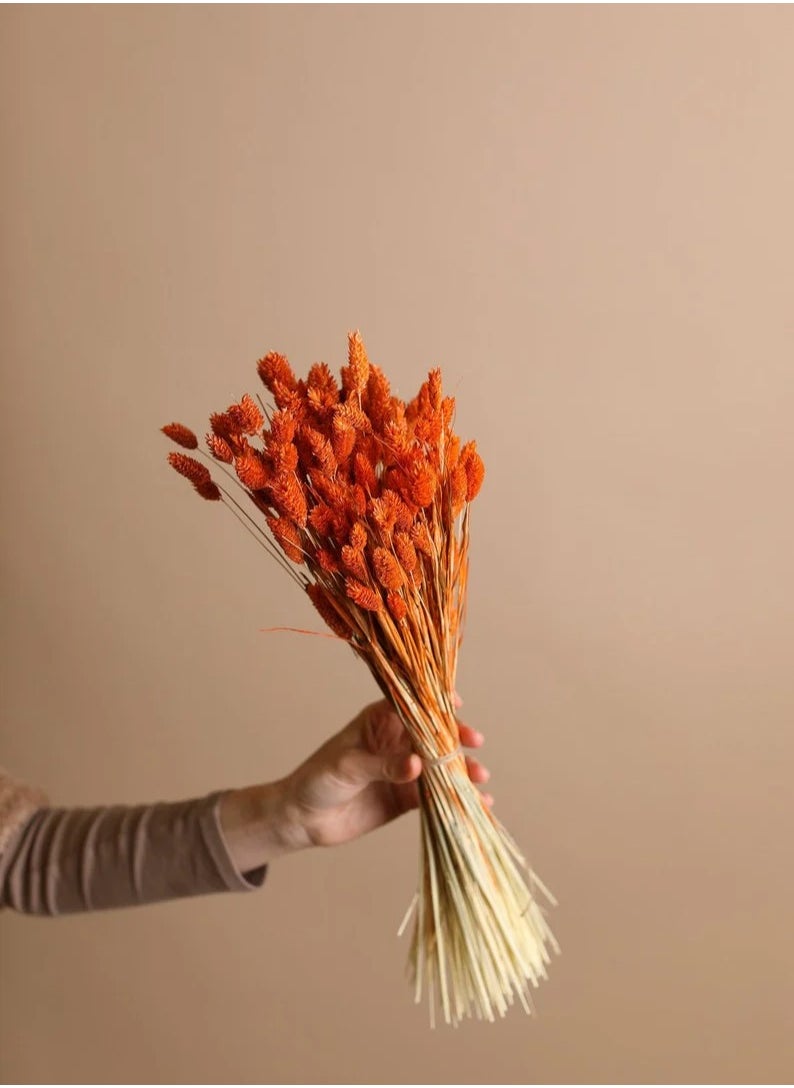 Generic Orange Dried Phalaris  - Image 1