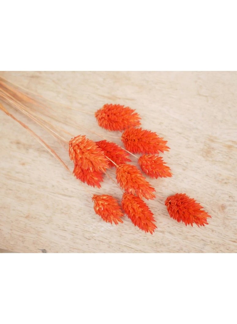 Generic Orange Dried Phalaris  - Image 2