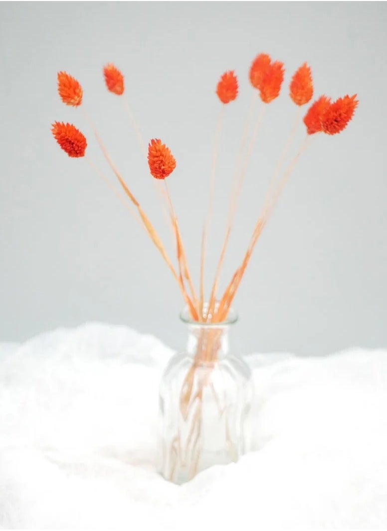 Generic Orange Dried Phalaris  - Image 3