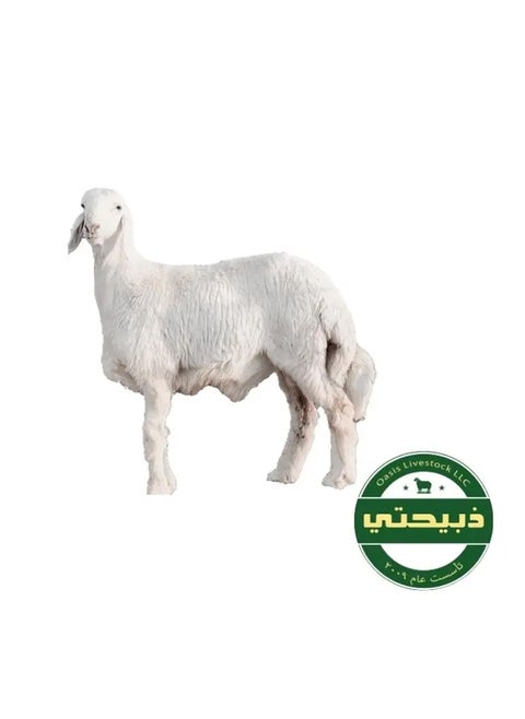 Delivered on Eid Day 4 - Harri Sheep - Local 20-25kg (7-10 Months)