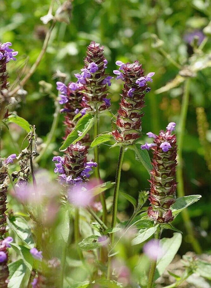 جي جوت حوالي 200 بذرة من نبات الشفاء الذاتي (Prunella vulgaris) - Image 2