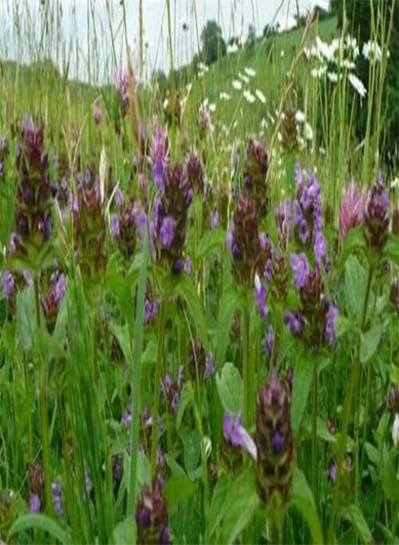 جي جوت حوالي 200 بذرة من نبات الشفاء الذاتي (Prunella vulgaris) - Image 1