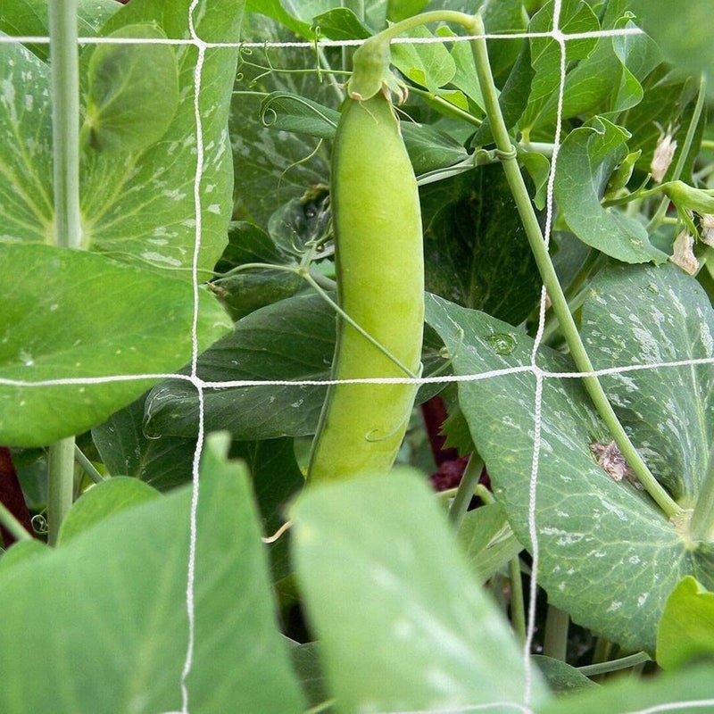 Coocicyi Plant Trellis Netting, Garden Trellis Net Plant Support Netting for Climbing Plants Outdoor, Flexible String Net - Image 4