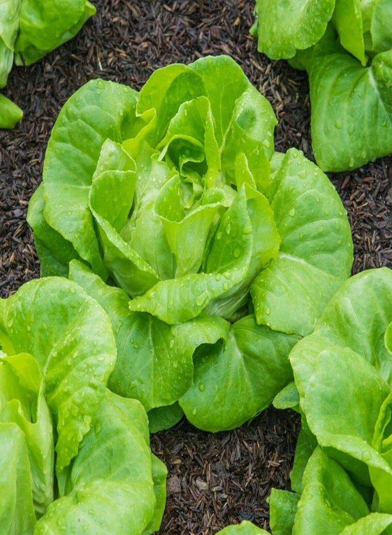 GGOOT Lettuce All Year Round - Lactuca Sativa Vegetable Seeds, A Butterhead Type Home Garden Planting by Heavy Torch, 800 Seeds
