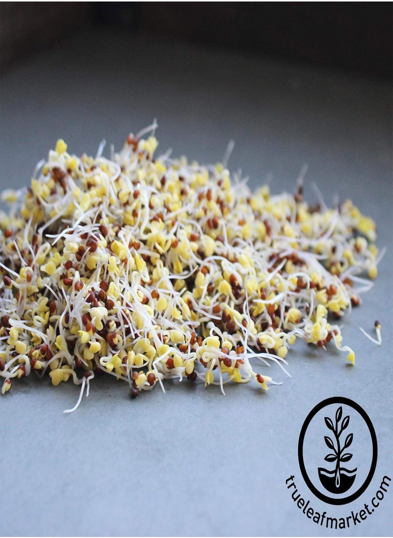 Organic Broccoli Sprouting Seeds by  | 2.5 Pound Resealable Bag | Bulk Non-GMO Broccoli Sprouts Seeds, Contain Sulforaphane