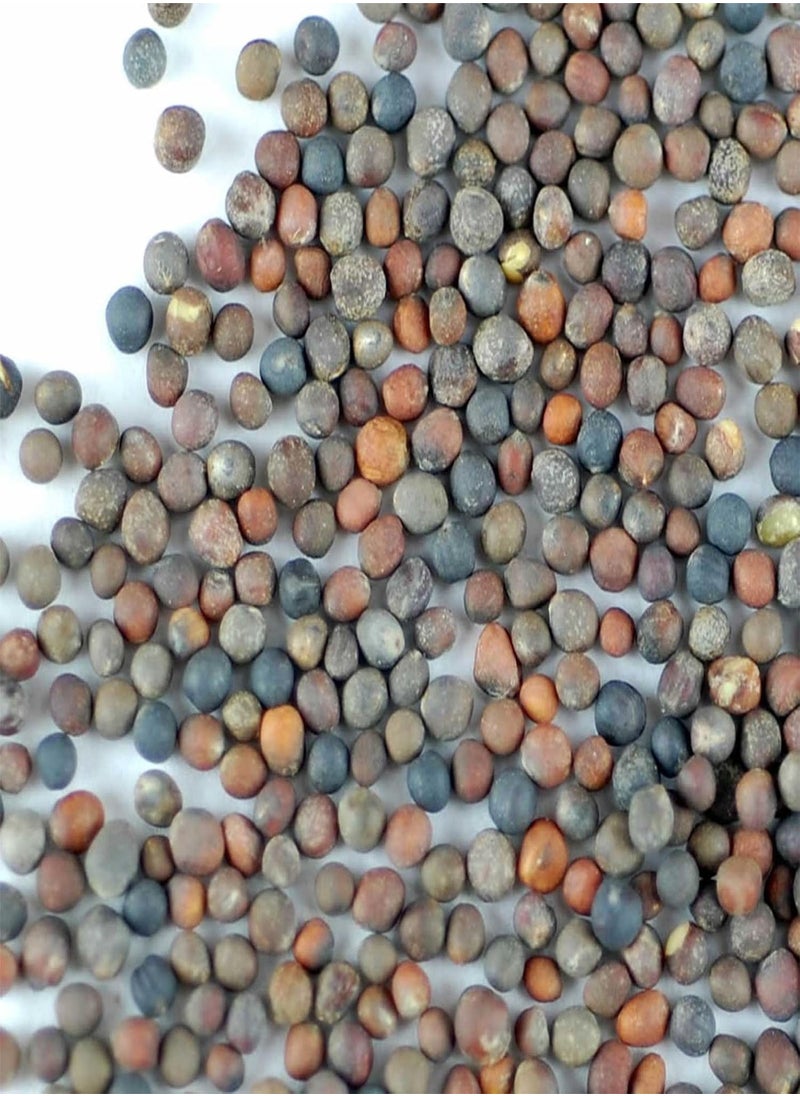 Organic Broccoli Sprouting Seeds by  | 2.5 Pound Resealable Bag | Bulk Non-GMO Broccoli Sprouts Seeds, Contain Sulforaphane