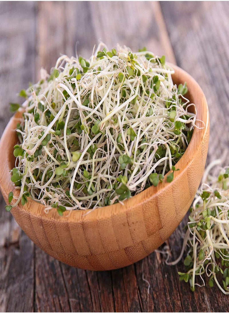 Organic Broccoli Sprouting Seeds by  | 2.5 Pound Resealable Bag | Bulk Non-GMO Broccoli Sprouts Seeds, Contain Sulforaphane