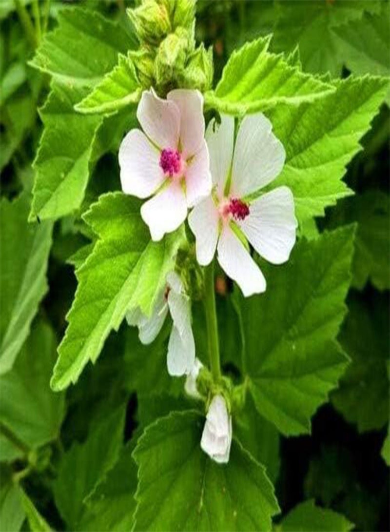 GGOOT 250 Seeds of Herb Marshmallow (Althaea Officinalis) - Image 2