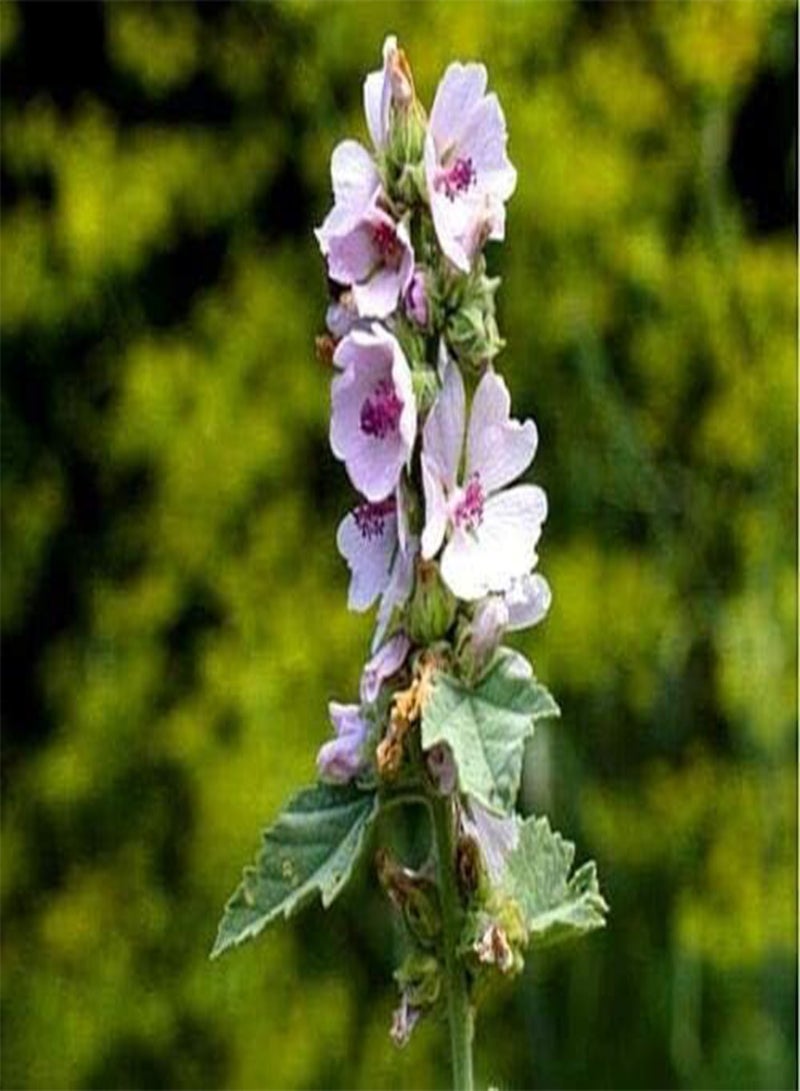 GGOOT 250 Seeds of Herb Marshmallow (Althaea Officinalis) - Image 1