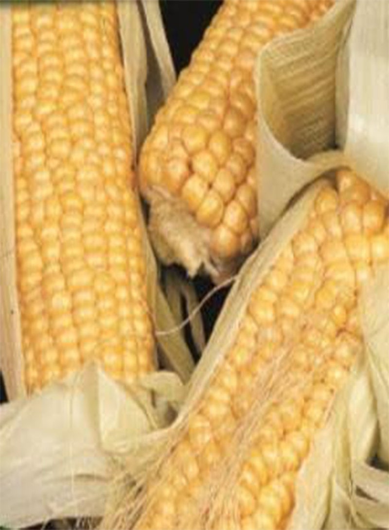 GGOOT 17 Seeds of Sweetcorn Golden Bantam, Garden Treasures Fresh Herbs Vegetable Fruit