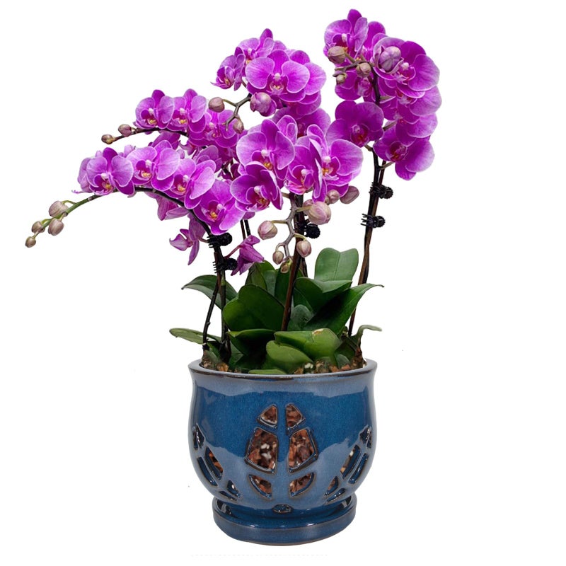 w w W&W Orchid Pot with Holes and Saucer for Repotting, Blue, 6.5" - Image 1