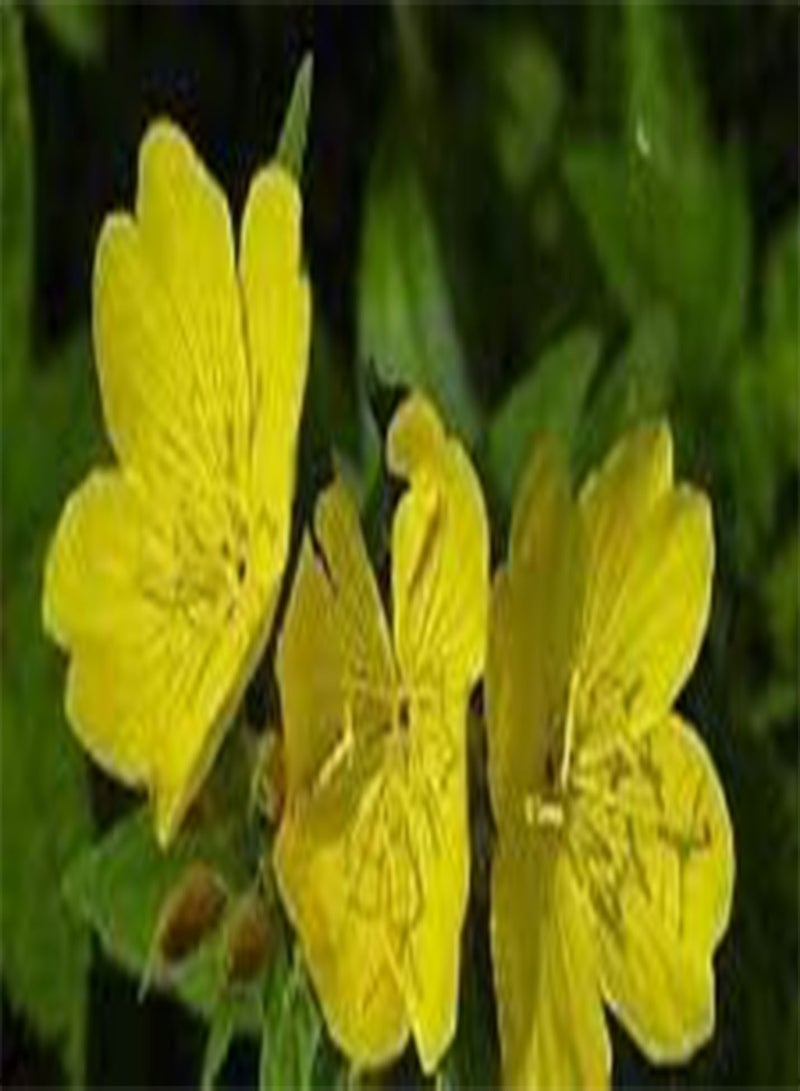 جي جوت بذور زهرة الربيع المسائية (أصفر) مقاومة للبرد حتى المنطقة 4، أزهار (عبوة 1 أونصة - 20000 بذرة)