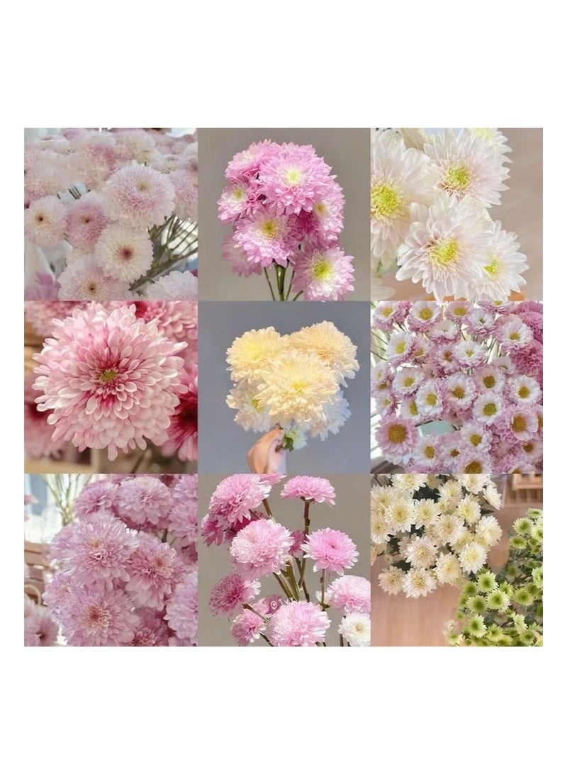 كريسال مادة حافظة خاصة بأزهار الأقحوان الطازجة، عبوات طعام شفافة للزهور لتنسيق الزهور والباقات، مستلزمات تنسيق الزهور الطازجة، مادة حافظة للزهور ومحلول مغذي لإطالة عمر الزهور (5 مل، 20 عبوة) - Image 4