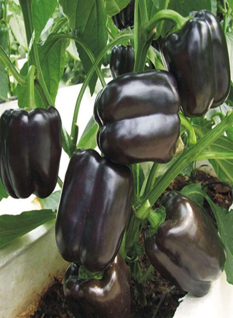 GGOOT 100Pcs Black Sweet Pepper Seeds,Vegetable Seeds Balcony Potted Plant for Planting Garden Yard Outdoor 1 One Size - Image 1