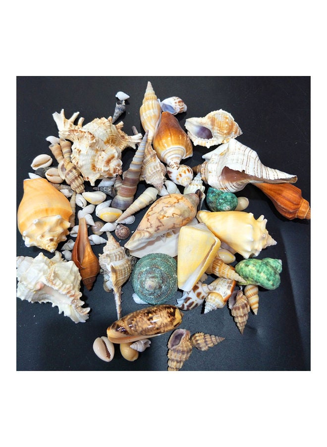 NIBEMINENT Varied Size Seashells Mixed for Beach Theme Multicolour 20.00 x 5.00 15.00cm - Image 2