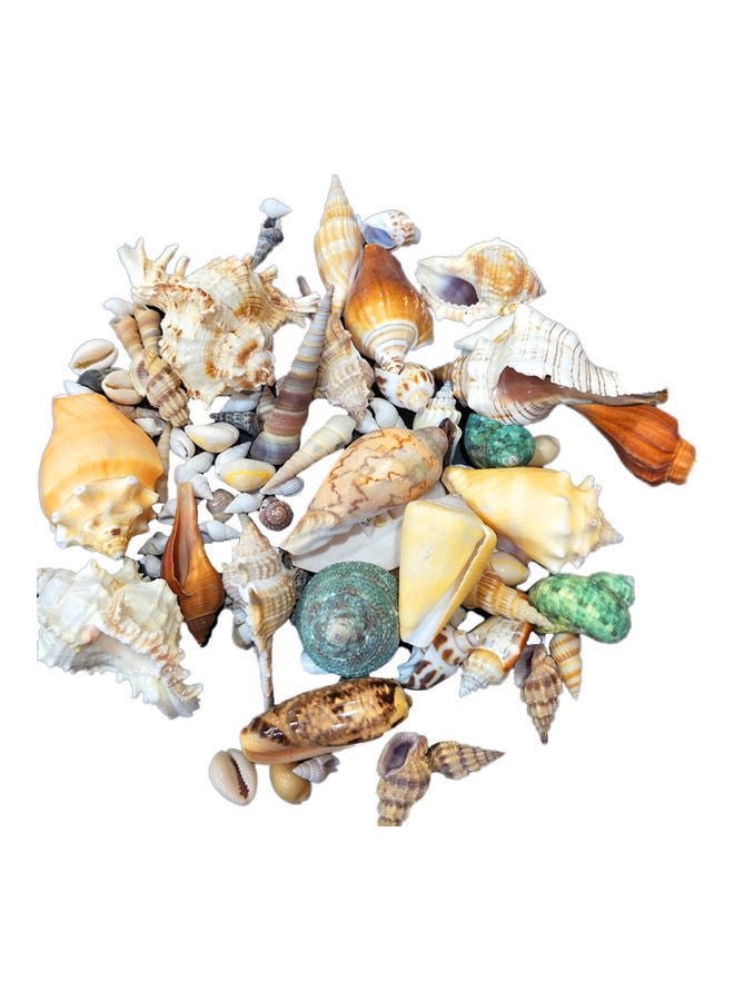 NIBEMINENT Varied Size Seashells Mixed for Beach Theme Multicolour 20.00 x 5.00 15.00cm - Image 1